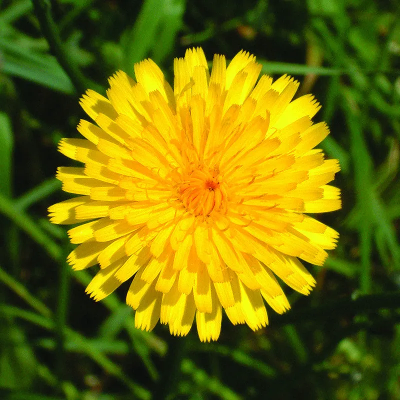 Hawkweed